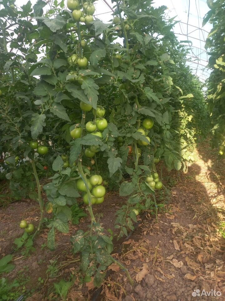 Продам сельскохозяйственное предприятие