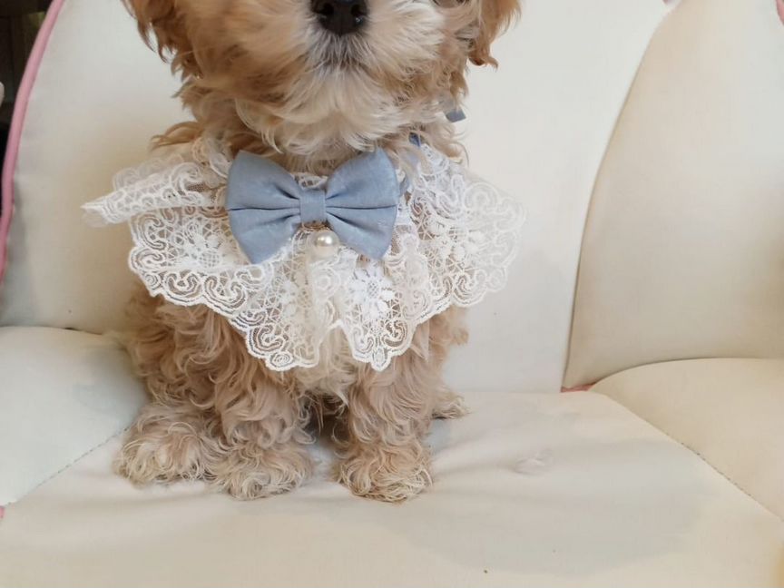 Maltipoo f1 мальчишка Boss