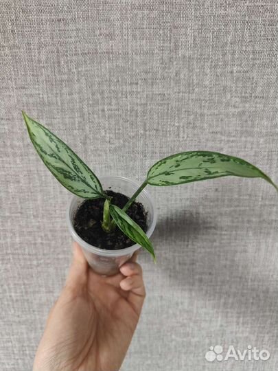 Циропегии Вуда, Дурбан, Фикус Бенджамина