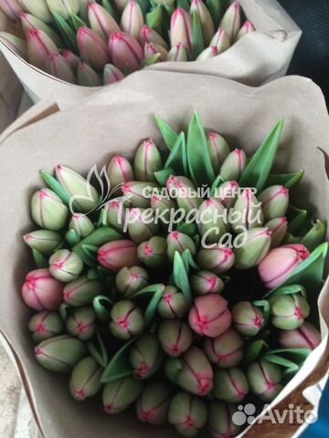 Тюльпаны к 8 марта оптом и в розницу объявление продам