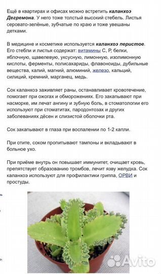 Каланхое лечебное