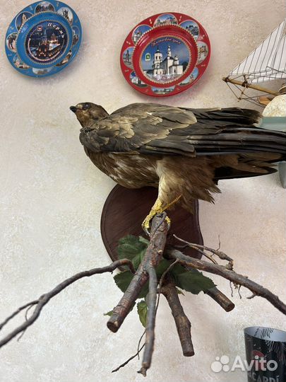 Чучело Ястреба