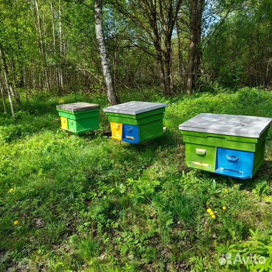 Пчелиные семьи с ульями
