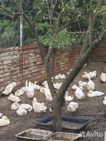 Мясо утки цена за 1 кг