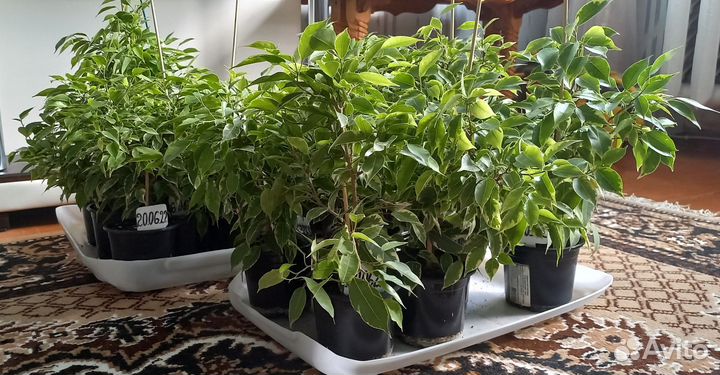 Фикус Бенджамен Кинки