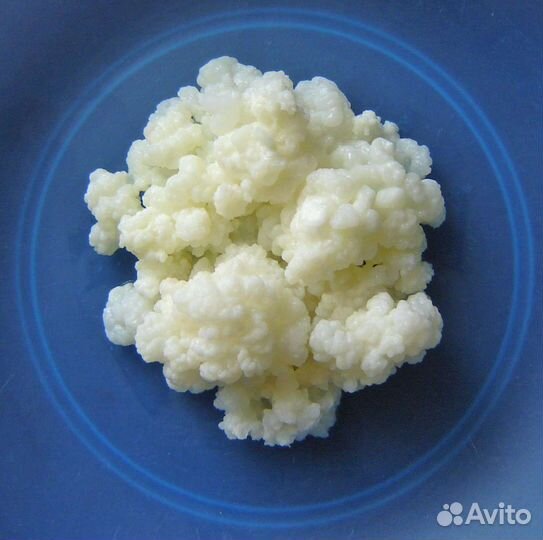 Тибетский молочный гриб