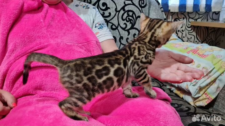 Бенгальская