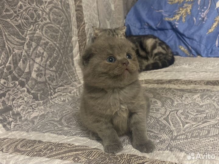 Британская вислоухая кошечка
