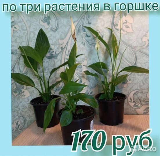 Спатифиллум mini сорт Шопен и сорт Алана