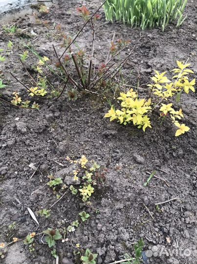 Спирея жасмин