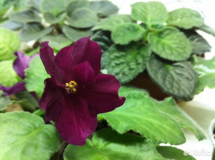 Фиалки сортовых и промышленных сортов