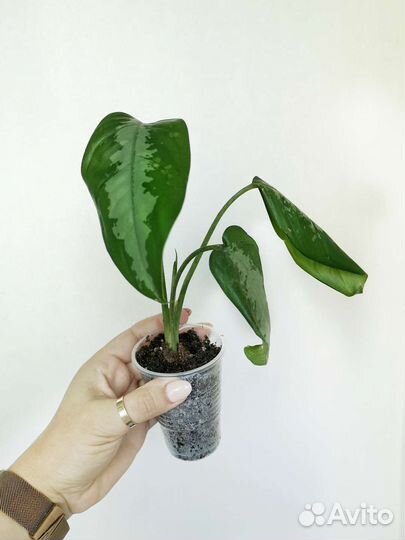 Аглаонема Крит, Йок Канхана, Бьюти Паттайя