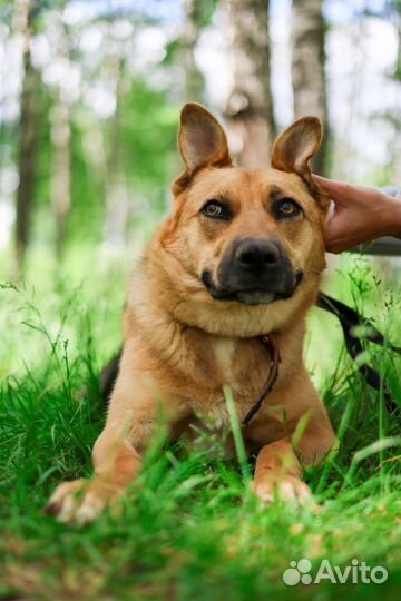 Ласковая девочка грустит в приюте