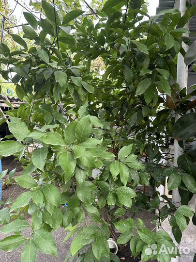 Лимонное дерево