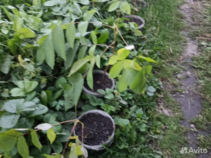 Манжурский орех саженцы