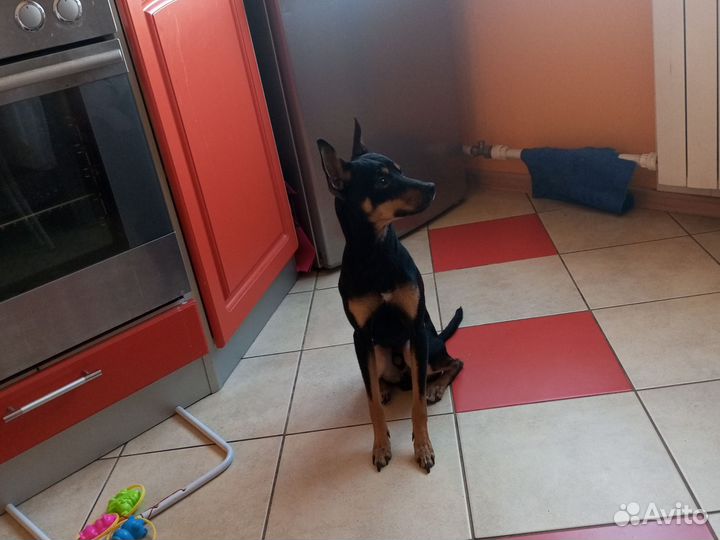 Цвергпинчер