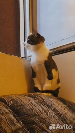 Стрижка кошек, котов с выездом