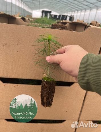 Сосна зкс окс сеянцы Ель Лиственница Голуб Горная