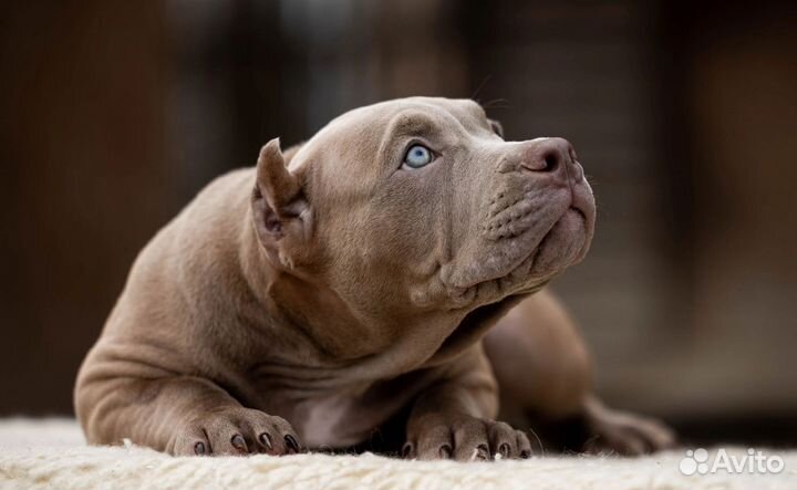 Собаки щенки