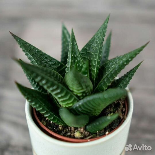 Суккуленты Хавортия лимолистная