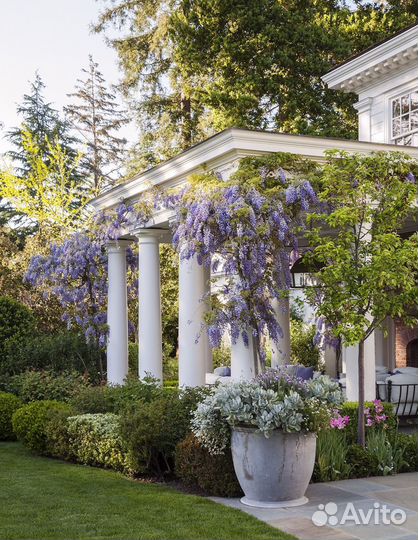 Глициния саженцы