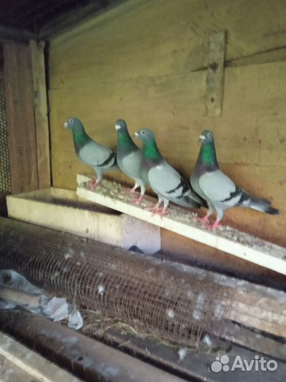 Голуби чехи