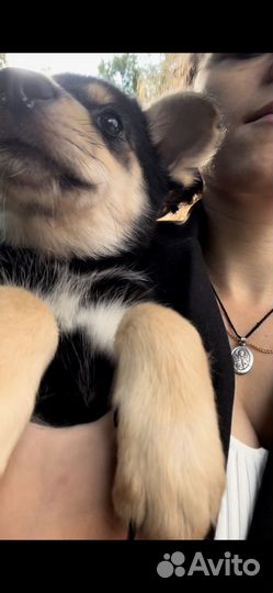 Щенки в добрые руки