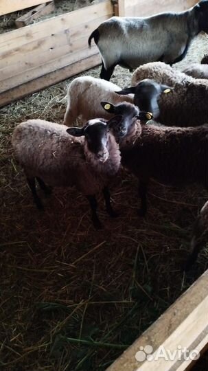 Романовские ягнята