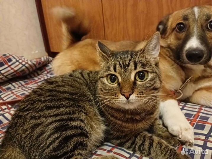 Зеленоглазая кошечка