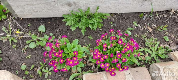 Садовые цветы