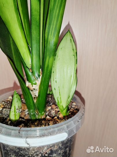 Муншайн мутант бразил, с детками