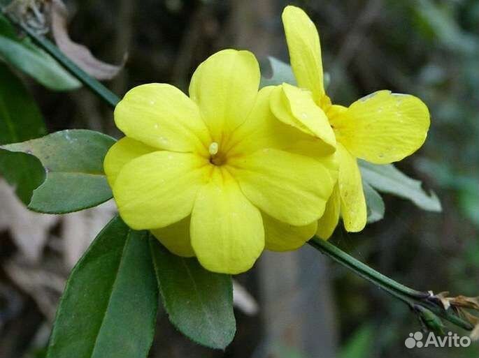 Жасмин комнатный Месни, Самбак