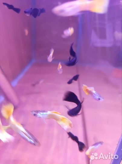 Аквариумные рыбки гуппи черный принц