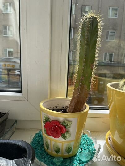 Кактусы и суккуленты