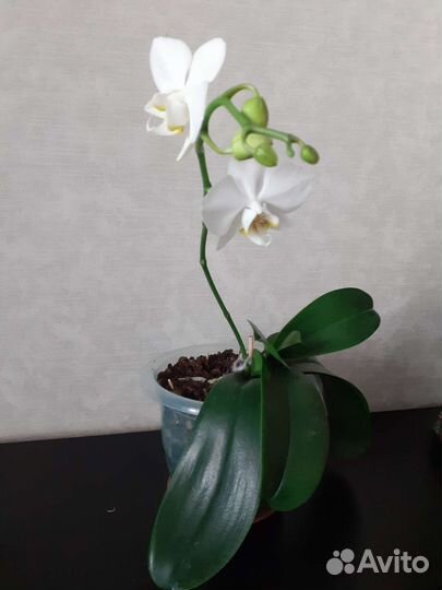 Орхидея фаленопсис