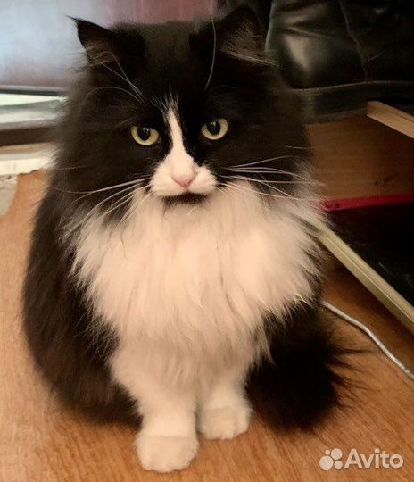 Кошка добрые руки