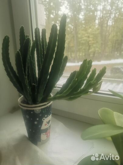 Кактусы и суккуленты