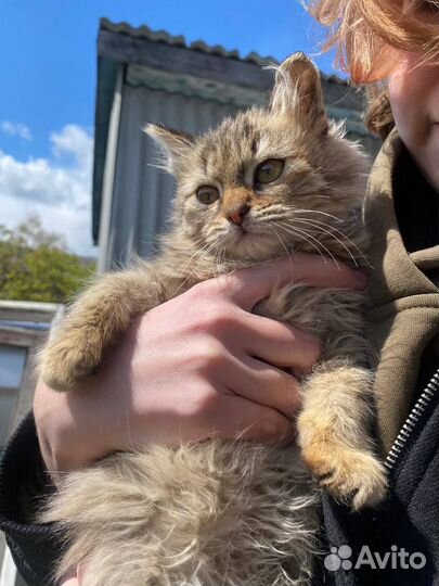 Котята