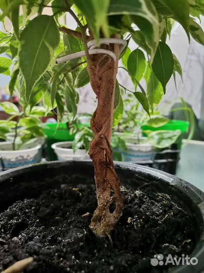 Фикус Бенджамина плетеный Golden King