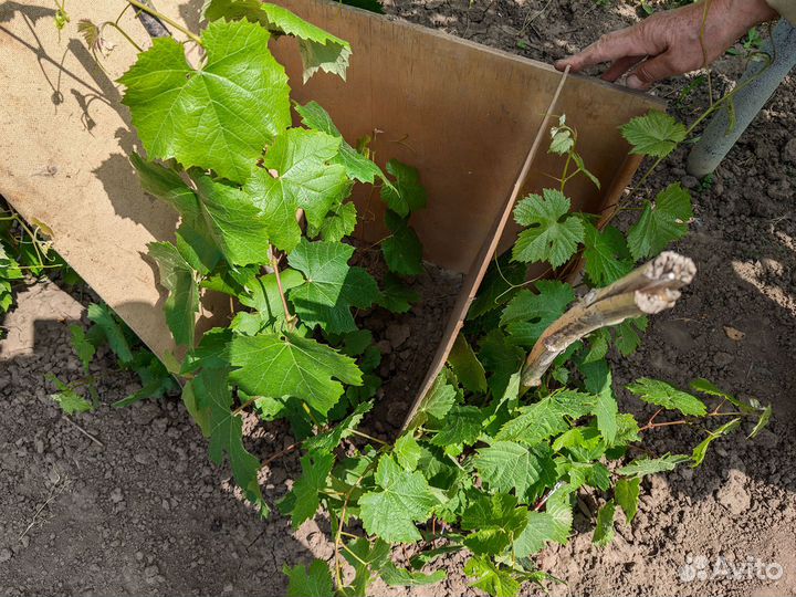 Саженцы винограда (2-хлетки) Сорт Русский ранний