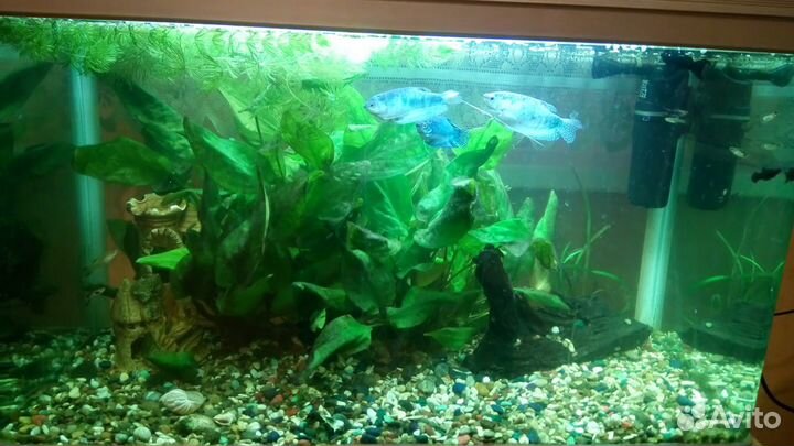Продажа аквариума Jebo