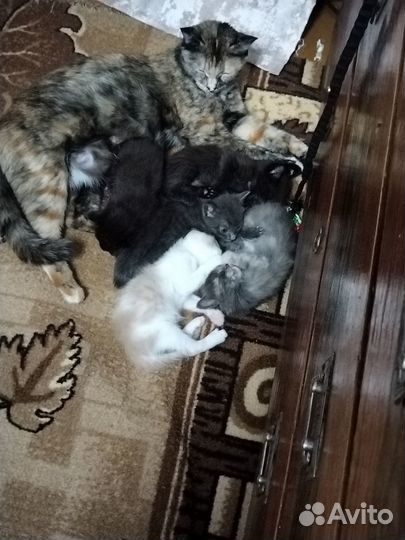 Отдам славных котят)
