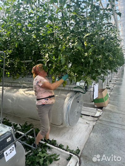 Овощевод в теплицу