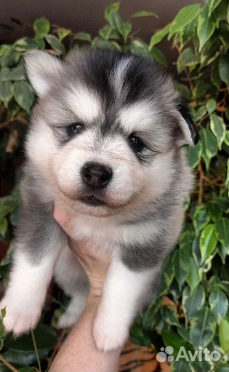 Помски мальчик флаффи