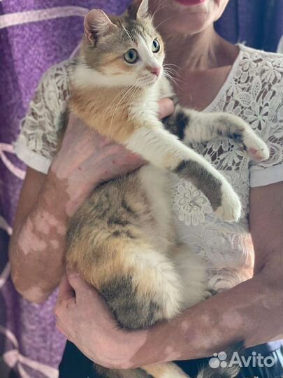 Кошка в добрые руки