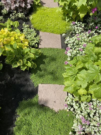 Тимьян ползучий, мшанка