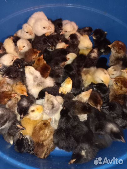 Цыплята