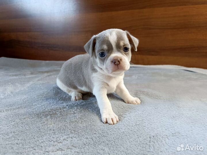 Щенки чихуахуа девочки