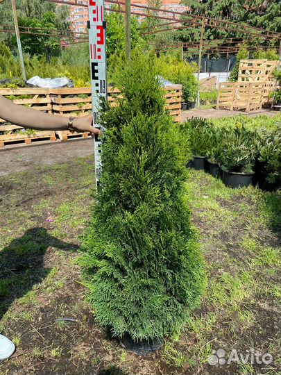 Туя смарагд из питомника