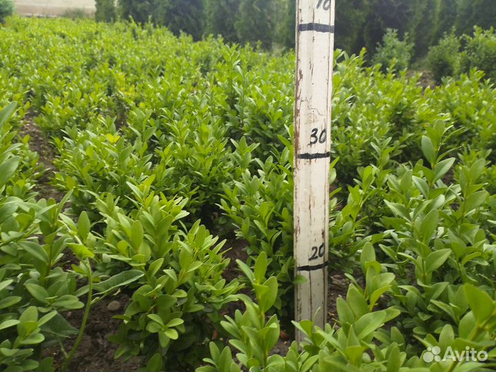 Самшит-Саженцы